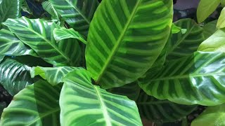 caLathea zebrina plant tips 🌿 [upl. by Kinnon]