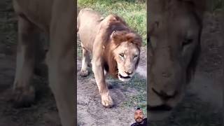 lion wildlife lionsofafrica safari animals lionsofthemara eastafricanlion [upl. by Zsazsa]