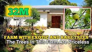 Farm With Exotic Fruit Bearing Trees and Fishpond  San Antonio Zambales [upl. by Mohl172]