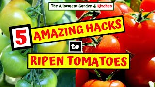 5 Amazing Hacks for Speedy Tomato Ripening  How to Ripen Tomatoes Like a Pro 125 [upl. by Stephi268]