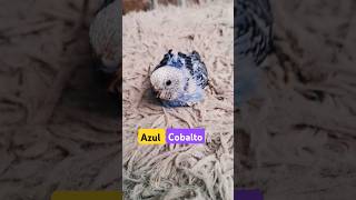 Nasceu um Periquito Azul Cobalto Opalino aqui na minha casa animais pets [upl. by Aicnatsnoc]