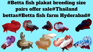 Betta fish plakat breeding size pairs offer saleThailand bettasBetta farm Hyderabad [upl. by Alakim]