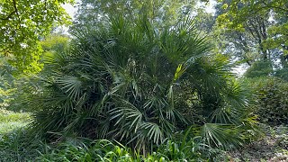 MASSIVE needle palm at the National Arboretum in DC [upl. by Nakhsa]