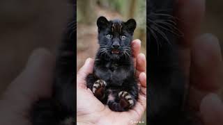 Tiny Black Panther in Your Hand Adorable Mini Wildcat Cuteness 🐆 TinyTales cute animals [upl. by Eleon]