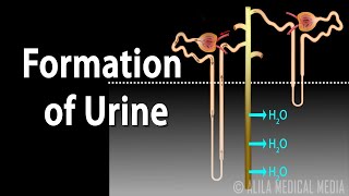 Formation of Urine  Nephron Function Animation [upl. by Errol]