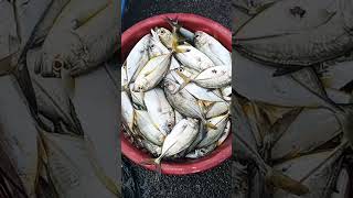 Kasimedufish market chennai shortvideo trending video [upl. by Ellehsem187]