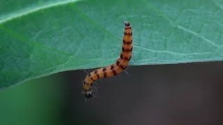 A colourful MOTH CATERPILLAR Singapore [upl. by Nylarad]