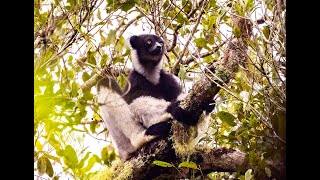 IndriIndri Babakoto Madagascar AndasibePark National AnalamazaotraPerinetand Park VoImma [upl. by Salocin]