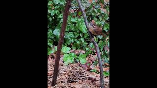 Carolina Wren nature birds [upl. by Norvell]