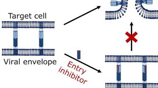 Virus Fusion Inhibitors  Virus Entry inhibitor Drugs or Agents [upl. by Ellehcyt732]