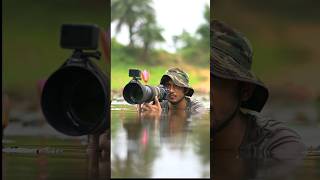 Wildlife Photography shorts india nikon birdphotography nature motivation photographer [upl. by Midge]