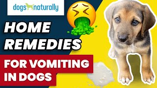 Home Remedies For Vomiting In Dogs [upl. by Ferro61]