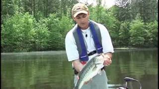 Handling and Releasing Largemouth Bass [upl. by Ydnar]