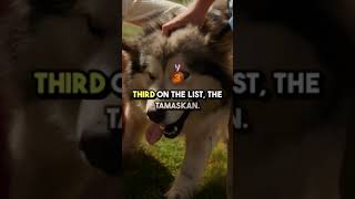 5 Rare Wolf Hybrid Dog Breeds You Dont Know About theamazinganimalchannel dogbreed doglover dog [upl. by Ariaec920]