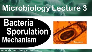 Microbiology lecture 3  Sporulation of bacteria How endospore forms [upl. by Elak]