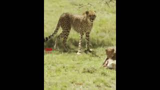 How Cheetahs Train Their Cubs  Cheetah Mom Teaching Her Cubs To Hunt wildlife cheetahs [upl. by Brigette]