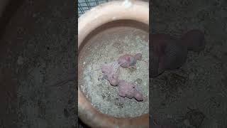 Budgies parrots Breeding budgies shortfeed ytshorts [upl. by Odnamla]