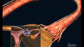 Embryo development and implantation [upl. by Otte873]