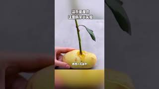 科学小实验让孩子放下手机爱上科学 cute 科普 story science diy [upl. by Nomyad613]