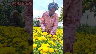 Beautiful chamanthi flowers harvesting 😍agriculture farming farmer viralvideo viralshort [upl. by Macgregor]