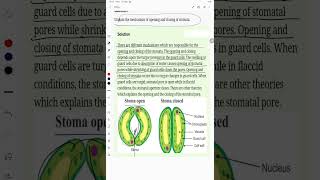 Explain the mechanism of opening and closing of stomata [upl. by Nauqal357]