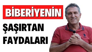 BİBERİYE ÇAYININ FAYDALARI I ROSMARİN BİBERİYE NEYE İYİ GELİR ÇAYI NASIL DEMLENİR [upl. by Noreik]