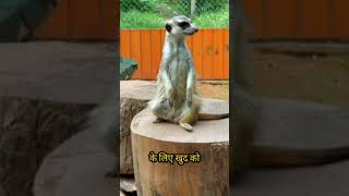 How meerkats work together to stay safe shortvideo shorts shortsviral animals [upl. by Ahsim]