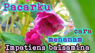 Pacarku Cara Menanam Impatiens balsamina [upl. by Alamap]