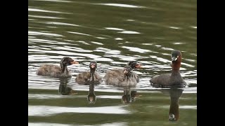 カイツブリの家族勅使池  Family of Little Grebes at Chokushi Pond [upl. by Imeaj]