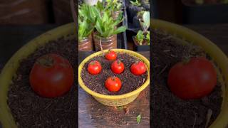 Growing tomato seedlings this way is simple TomatoSeedlingGrowing compostingworms [upl. by Ehsrop]