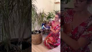 How To Propagate Dracaena Marginata shorts propagation dracaena houseplants [upl. by Gundry]