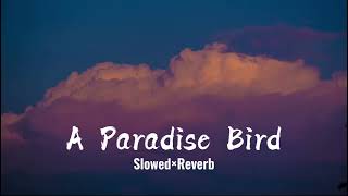 A paradise Bird song  slowed or reverb song [upl. by Sixele151]