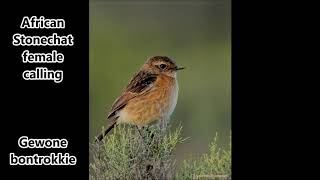 African Stonechat female call [upl. by Rhodie]