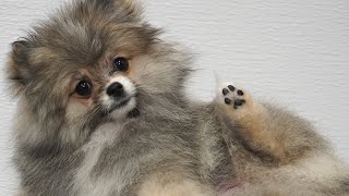 This dog is a toe bean model  Pomeranian Puppy [upl. by Angela]