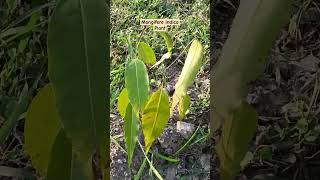 Mangifera indica Plant🍃☘️🌵 [upl. by Gaither567]