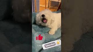 28 month old Winter Bichon enjoying a treatbichon bichonlove cutepet bichonfrise adorable [upl. by Marrissa]