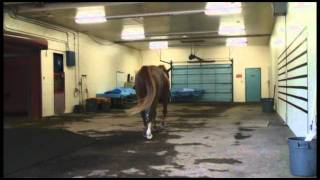 LAMENESS LAB  CASE 4  ASSESSMENT [upl. by Ilrebmik647]