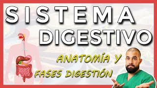 Anatomía del SISTEMA DIGESTIVO Repaso general [upl. by Aicilat]