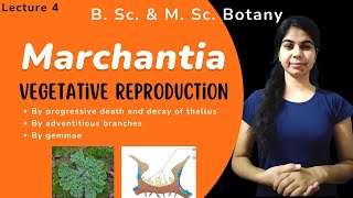 Marchantia  Vegetative Reproduction  in Hindi  Botany  B Sc amp M Sc [upl. by Arinaj]