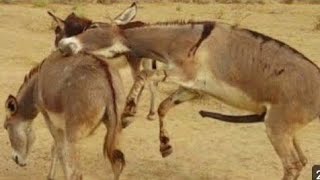 Brown Donkeys meeting hard white female donkey foryou best [upl. by Adlemy]