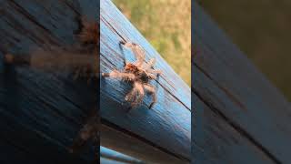 top facts about tarantula tarantula factaabouttarantula leopard factsTarantula animals [upl. by Nohs553]