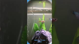 Baby green guppy update [upl. by Mcfarland]