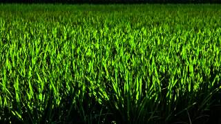 【癒し系】自然音 田んぼのカエル quotCroaking frog in rice paddy at nightquot [upl. by Ney]