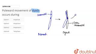 Poleward movement of dyads occurs during [upl. by Swanhilda]