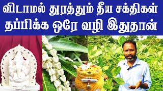 விடாமல் துரத்தும் தீய சக்திகள்  மிரட்டும் வெள்ளெருக்கு வேர்  Vellerukku Benefits in Tamil [upl. by Priest279]