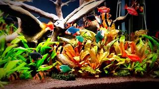 My 316l Barb fish tank after few months [upl. by Sheeb]