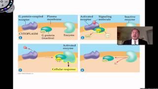 Signaling Molecules Bind to Receptor Proteins [upl. by Elyak173]