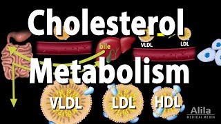 Cholesterol Metabolism LDL HDL and other Lipoproteins Animation [upl. by Arul44]