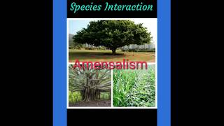 AMENSALISM SYMBIOTIC RELATIONSHIP  SPECIES INTERACTION  ECOLOGICAL INTERACTION [upl. by Yobybab]