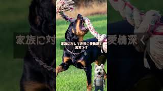 ロットワイラーを紹介するます【犬種紹介No053】 [upl. by Donella]